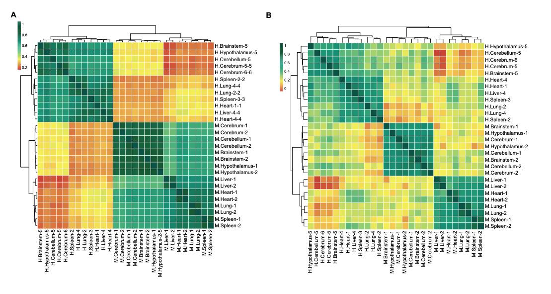 m6A and m6Am modifications are species-specific and show strongest tissue speciﬁcity for the brain tissues. Heatmap and dendrogram of Spearman correlations of the m6A levels (A) and the m6Am levels (B) of the matched tissues between human and mouse.