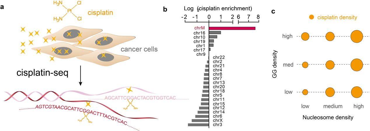 Cisplatin-seq firstly uncovers the cisplatin-DNA crosslinking pattern in human cells. (a) Cisplatin-seq decodes cisplatin-modified DNA at base resolution in the human genome. (b) Mitochondrial DNA is a preferred target of cisplatin. (c) Enrichment of cisplatin-DNA adducts increases with elevated nucleosome density, regardless of GG densities.