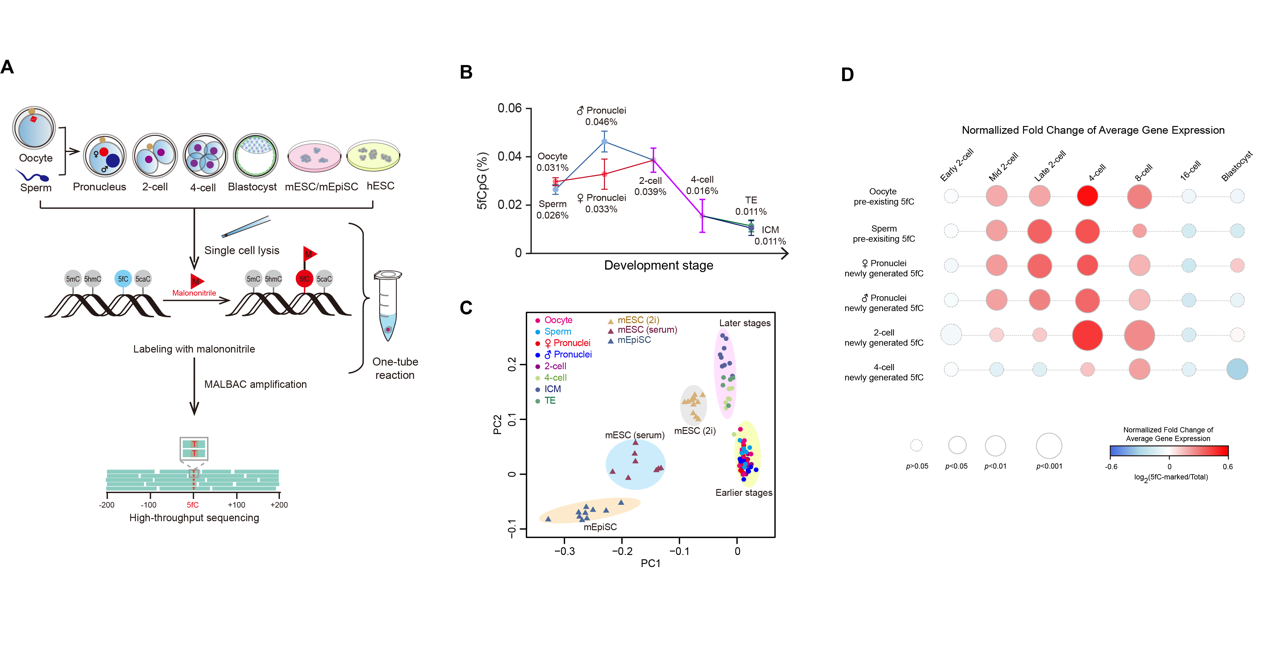 CLEVER-seq reveals 5fC landscapes in pluripotent stem cells and mouse early embryos. CLEVER-seq enables single-cell, single-base resolution sequencing of 5fC. (B) The dynamic 5fC levels during early embryo development. (C) CLEVER-seq shows intrinsic 5fC heterogeneity in mouse early embryos, Epi stem cells, and embryonic stem cells. (D) Promoter 5fC production precedes the expression up-regulation of a clear set of developmentally and metabolically critical genes