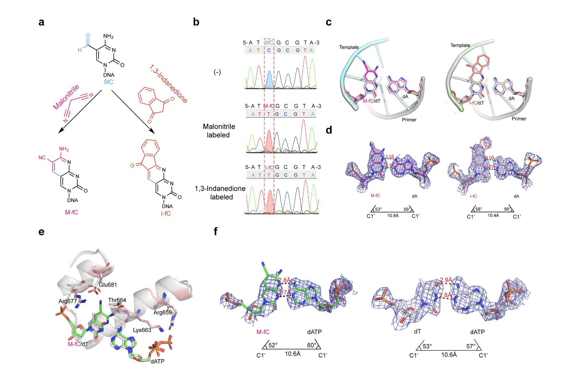 The chemical labeling adducts of 5fC ((“M-fC” and “I-fC”) read as Thymines by the formation of the Watson–Crick geometry.  (a) Chemical structures of “M-fC” and “I-fC”. (b) M-fC and I-fC result in C-to-T transition during DNA amplification. (c) Views of base pairing for M-fC:dA and I- fC:dA, respectively. A matched structure with a dT:dA pair (shown in gray) was overlaid. (d) M-fC:dA and I-fC:dA 2Fo Fc electron density maps contoured at 1s, respectively. (e) Superposition of M-fC:dATP structure (pink) and dT:dATP structure (gray), indicating the formation of a closed ternary complex. Helices O and O1 and the base pairs in the active site are shown. (f) The base pair geometry including the C1’–C1’ distances and l angles of M-fC:dATP (left) and dT:dATP (right) is shown. The 2Fo Fc electron density maps con- toured at 0.9s around the base pairs in the active site of KlenTaq polymerase. 